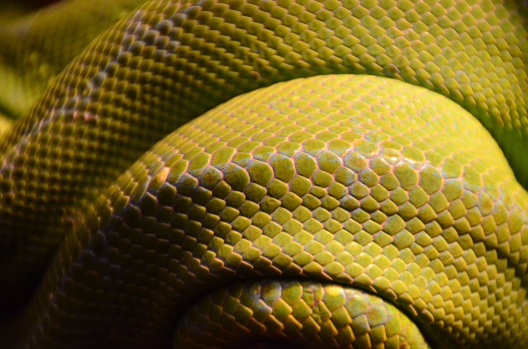 Photo Reptile scales